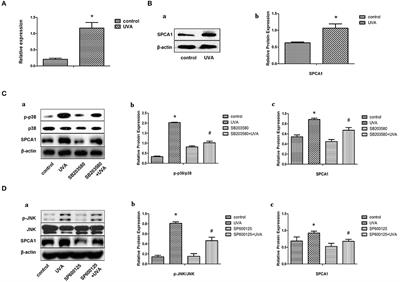 A Negative Feedback Loop in Ultraviolet A-Induced Senescence in Human Dermal Fibroblasts Formed by SPCA1 and MAPK